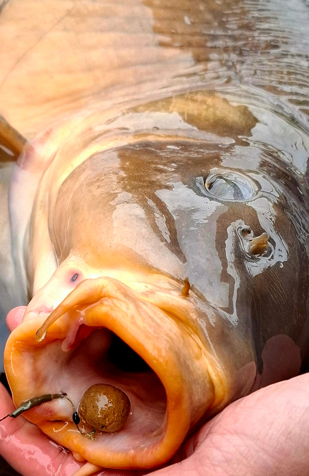 dipping a fish hook in water IB Carptrack Amino Dip 